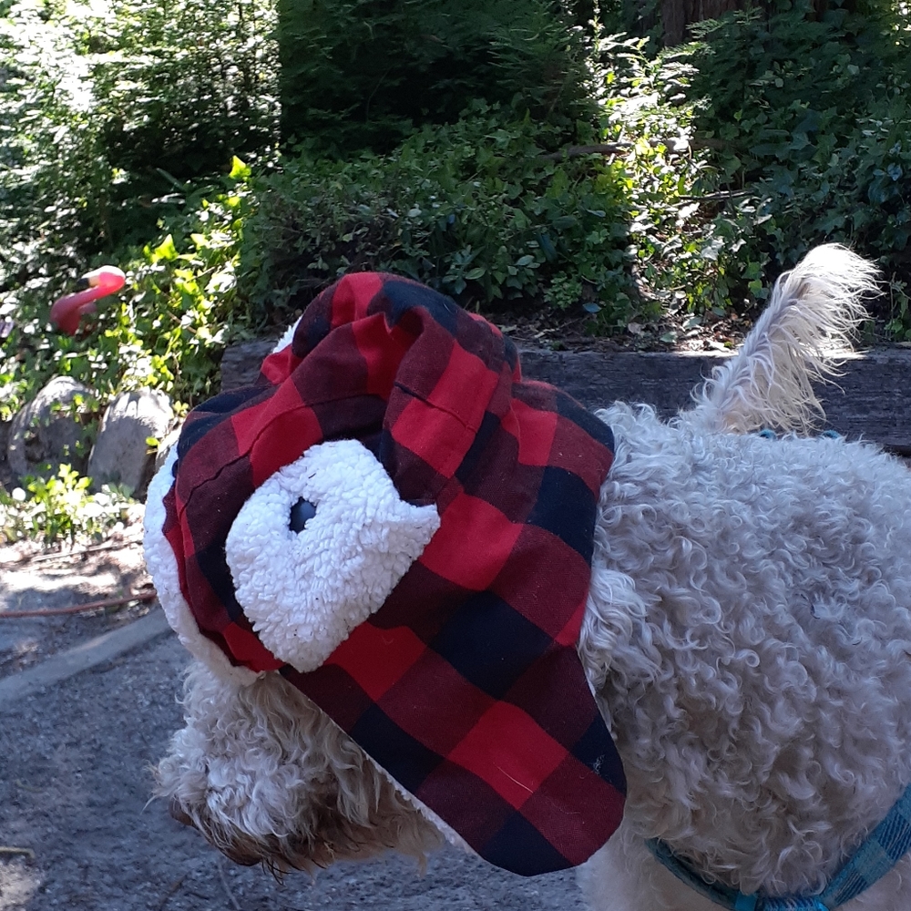Dog hat and rainboots.